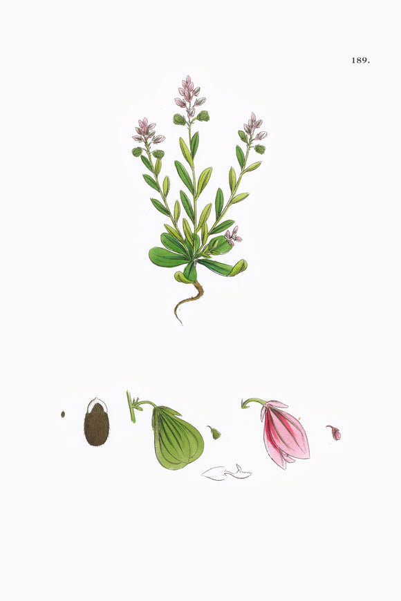 Fresh Botanical Print - Small Bitter Milkwort