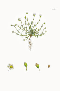 Fresh Botanical Print - Alpine Pearlwort