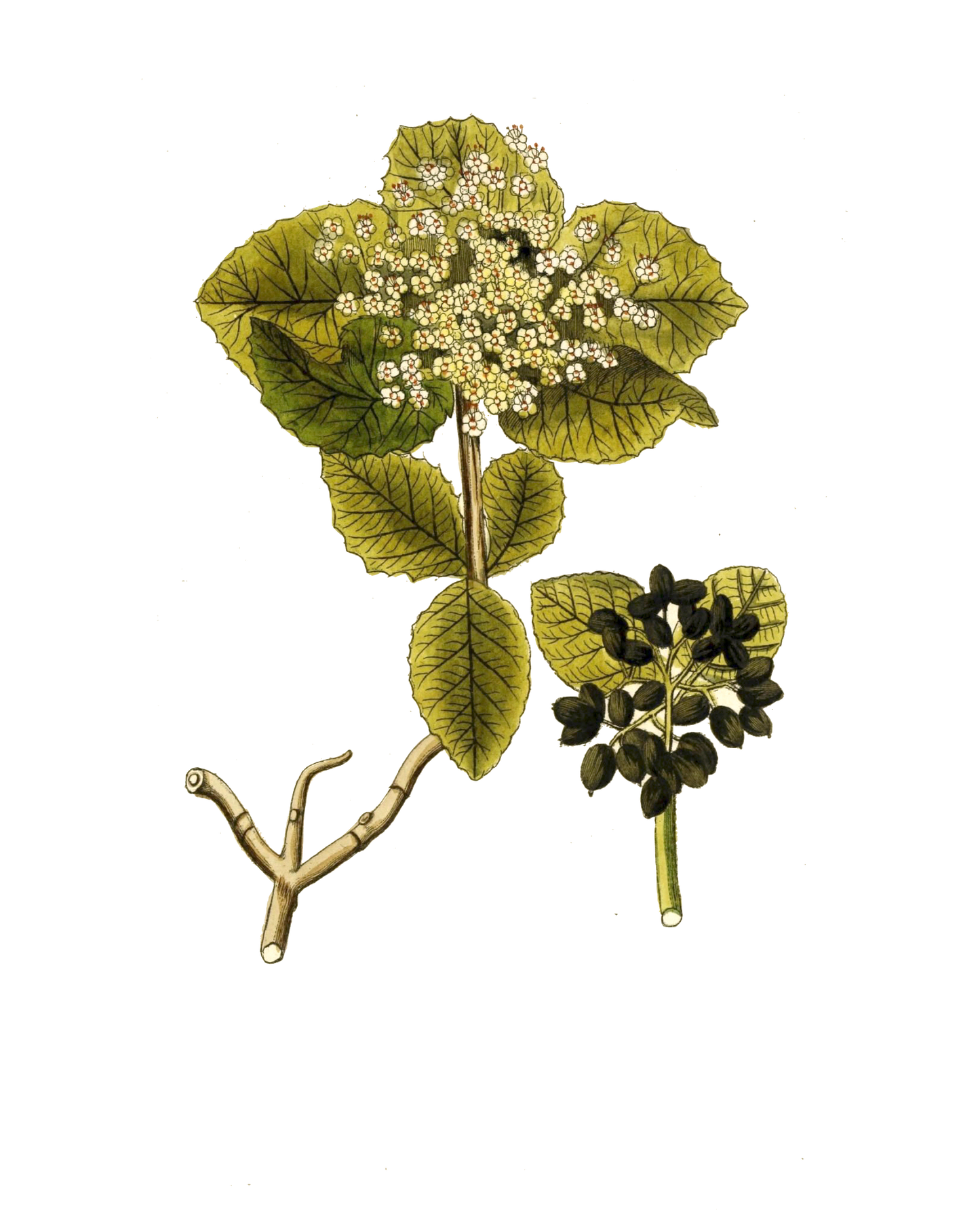 Narrow Botanical Print - Viburnam